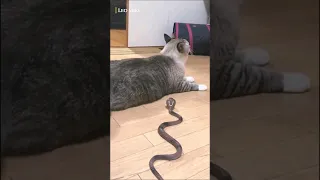 Why Snakes Lose To Cats?