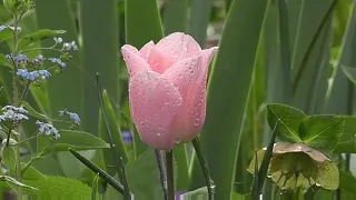 Beautiful amazing flower world part 2