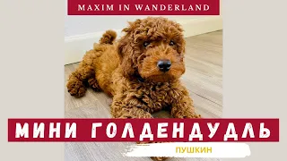 Щенок Мини Голдендудль - Самая Счастливая Собака | Mini Goldendoodle Puppy - The Happiest Dog Ever
