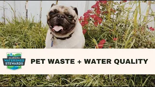How Pet Waste Impacts Water Quality