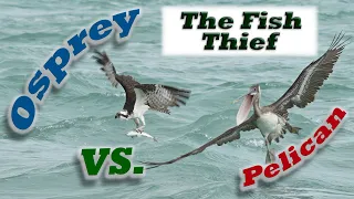 Osprey Dives to Get Fish & Crazy Pelican Tries to Steal It