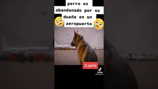 perro es abandonado por su dueño en un aeropuerto parte 2