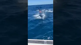 Marlin makes giant hole in boat - #fishing #boat #shorts