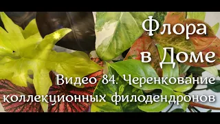 Видео 84. Черенкование коллекционных филодендронов