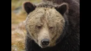 Brown Bear Bites Timber Worker Over 50 Times