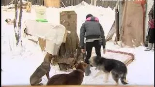 Школьницы организовали приют для собак на огороде