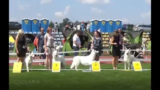 International Dog Show Czestochowa, Poland 20170722 White Swiss Shepherd Dog