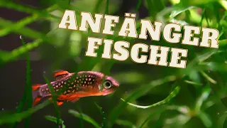 10 Fische die du als Aquaristik Anfänger halten kannst