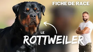 Rottweiler dog breed information: character, education, behavior, health Rottweiler dog breed