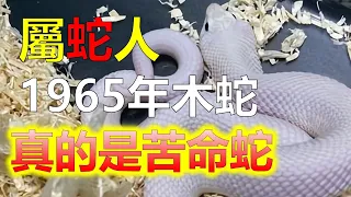 2024生肖運勢，十二生肖属蛇人命中註定1965年是苦命蛇，看看属蛇人後半輩子，属蛇人需要經歷人生坎坷崎嶇中的顛沛流離，属蛇人需要經歷茫然失意中的迷惘困惑，属蛇人需要經歷風雲莫測中的繁華盛衰