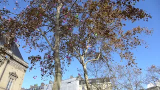 hommage 13 novembre 18. Mairie XIè. Lâcher de ballons.