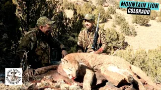 Epic 3-year Quest for Mountain Lion
