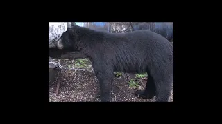 Clear Slow Motion Shot on Large Bear