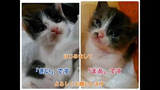 保護猫を2匹もらってきました！