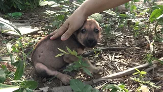 I Found a Puppy in the bushes, He Had Tears in His Eyes When I Found Him 😭