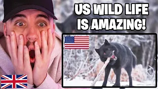 Brit Reacts to WILD Animals Found in AMERICA!