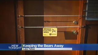 Bear Break-Ins Have Lake Tahoe Homeowners Considering Electric Fences