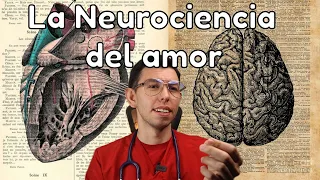 ¿El amor son tus hormonas? La neurociencia del amor | DrPoloGuerrero