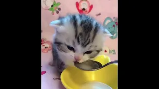 CATS you will remember and LAUGH all day!😹 - World's Funniest Cat Videos 2021 |