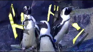 pillar penguins awaken