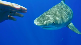 Tiger Shark Flyby - Photographer Clark Little Reaches Out