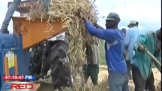 Inician cosecha de habichuelas en El Valle de San Juan