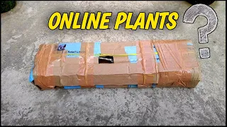How To Save Online Plants After Shipping (IN HINDI) Buy Plants Online | Plants Care Tips In Hindi