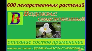 водокрас обыкновенный 600 лекарственных растений