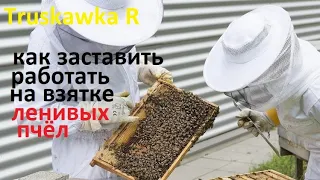 #Пчёлы. Некоторые семьи не носят #мёд. Как заставить их работать на нужном растении и приносить мёд.