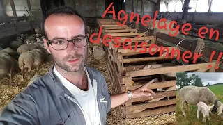 🐏 Mise-bas des brebis agnelage Août 2019 n°23