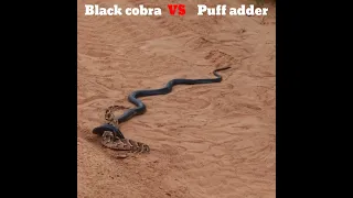 black cobra vs puff adeer 😱 #shorts