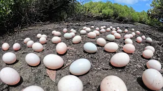 OMG! a female fisherman pick a lot of duck eggs in the forest along the river bank