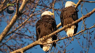 Cold & Rainy Winter Birding - Majestic Bald Eagles & Herons - Union Bay Natural Area