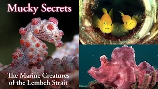 Mucky Secrets (full) - The Marine Creatures of the Lembeh Strait