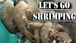 A look at the shrimp and sea creatures we catch off the coast of SC in 35' trawl nets