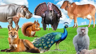 Cute Baby Monkeys: Peacock, Fox, Hippopotamus, Baboon, Cow, Turkey, Mandrill - Lovely Animal Sounds