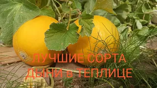 ЛУЧШИЕ СОРТА ДЫНИ В ТЕПЛИЦЕ 8.08.2021 обзор. ЛУЧШИЙ ВКУС И УРОЖАЙНОСТЬ #огорододача