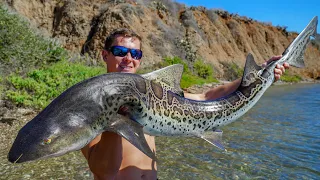 We ATE a Leopard Shark! Catch Clean Cook