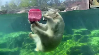 八木山動物公園   ホッキョクグマ   カイ   ポーラ