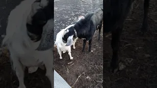 Покрытие козы Белки