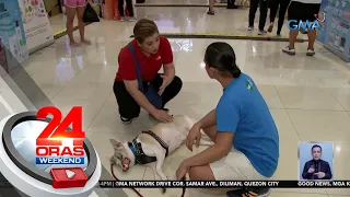 Furbaby na si Dolly na biktima ng pagmamaltrato, bumida sa aspin day | 24 Oras Weekend