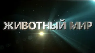 Чудеса творения прославляют Бога: Мир животных