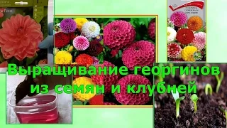 выращивание георгинов из семян и клубней