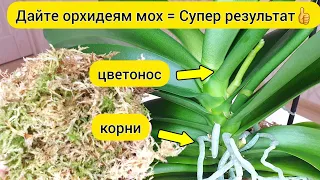 4 важные ФУНКЦИИ МХА для орхидеи || Для полноценного РАЗВИТИЯ ОРХИДЕЙ используйте мох