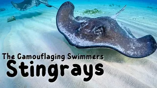 Stingrays | Kids educational video