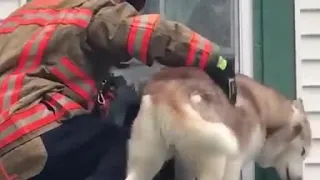 Dog got stuck on the roof and gave its rescuer a thank you kiss!