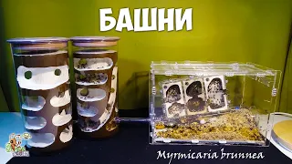 Переселяем муравьев в башни ● Myrmicaria brunnea