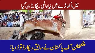 Bail Akhara Ladhar 2021 || Bull race || World Record || Champion of Pakistan|| Desi Culture