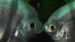 Angelfish Aggression! Why Are They Fighting? How To Make Them Stop!