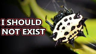 Spiny Orb Weaver facts: the Spikey Spiders | Animal Fact Files
